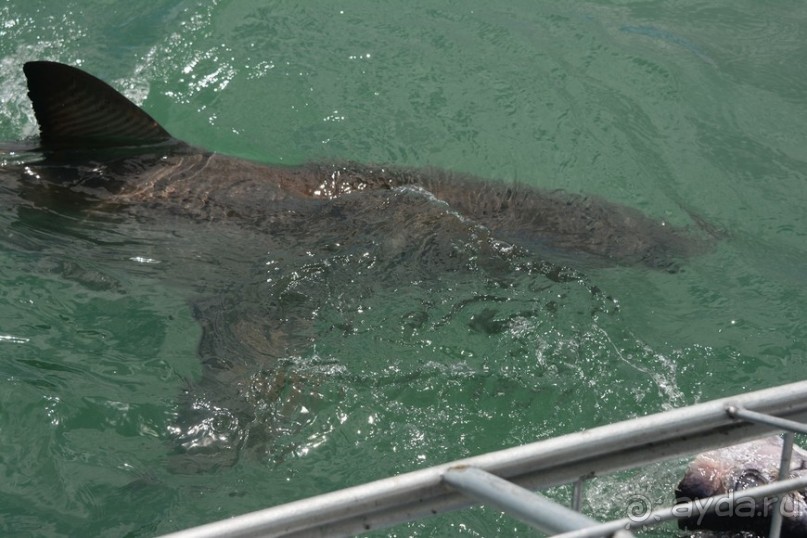 Африканский калейдоскоп. Часть 4