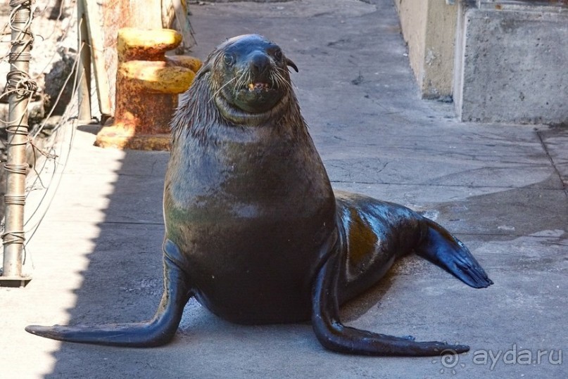 Африканский калейдоскоп. Часть 4