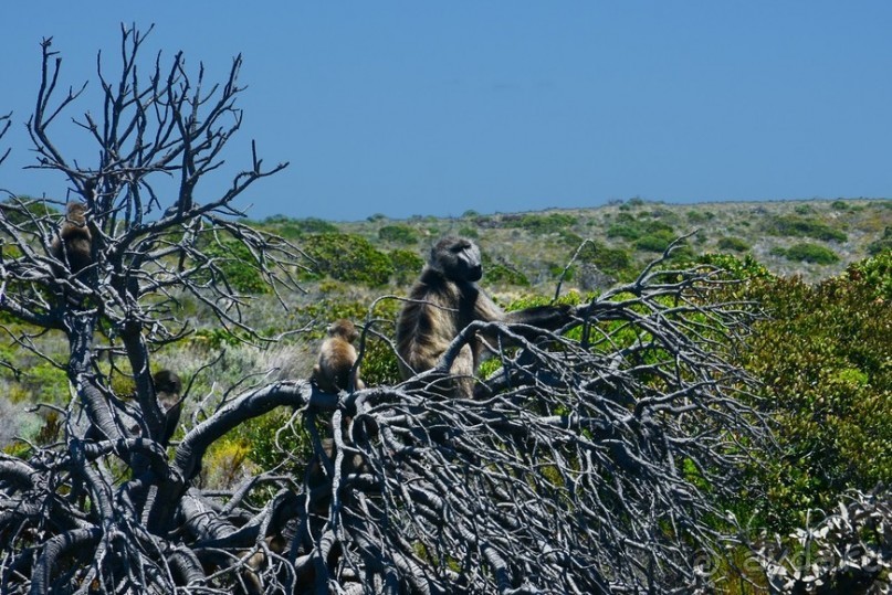 Африканский калейдоскоп. Часть 4