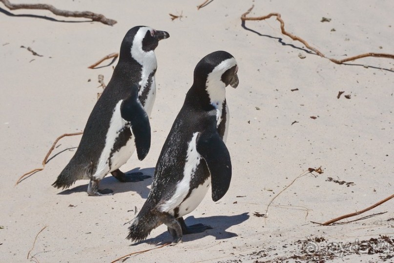 Африканский калейдоскоп. Часть 4