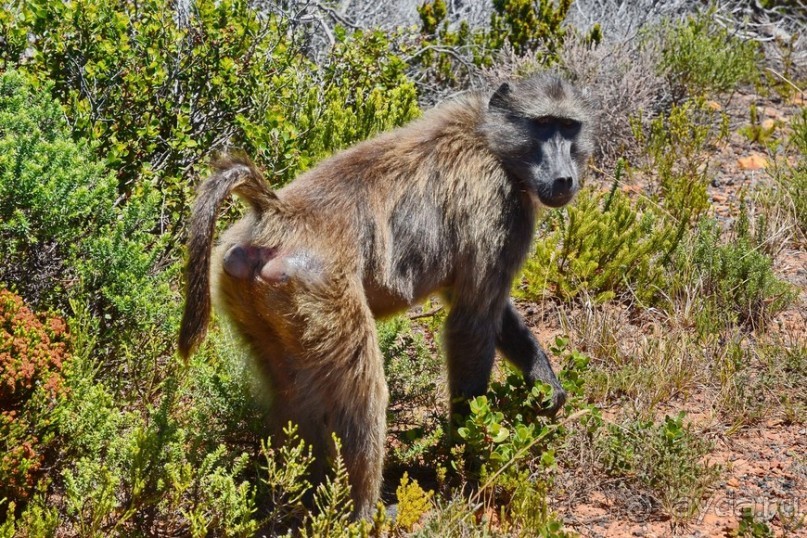 Африканский калейдоскоп. Часть 4