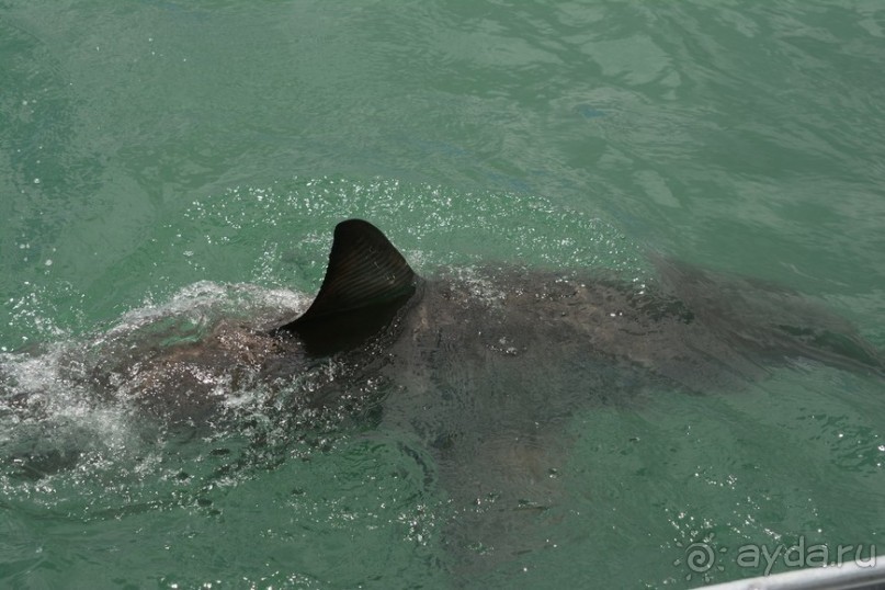 Африканский калейдоскоп. Часть 4