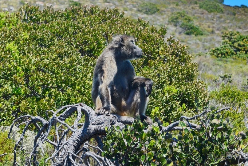 Африканский калейдоскоп. Часть 4