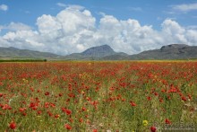 Результаты 2015... Могло быть хуже?