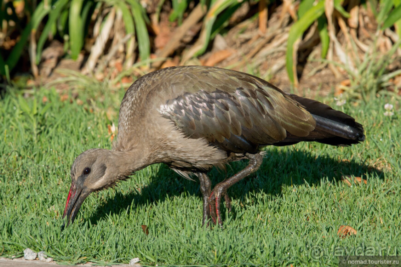 Африканское ралли. Часть 1