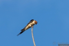 Африканское ралли. Часть 1