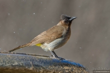 Африканское ралли. Часть 1