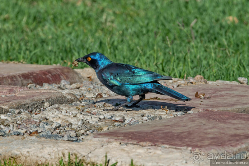 Африканское ралли. Часть 1