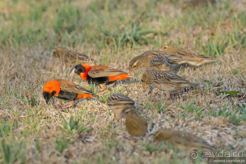 Африканское ралли. Часть 1