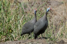 Африканское ралли. Часть 1