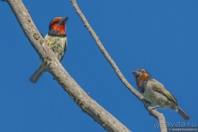 Африканское ралли. Часть 1