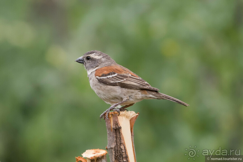 Африканское ралли. Часть 1