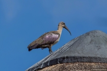 Африканское ралли. Часть 1