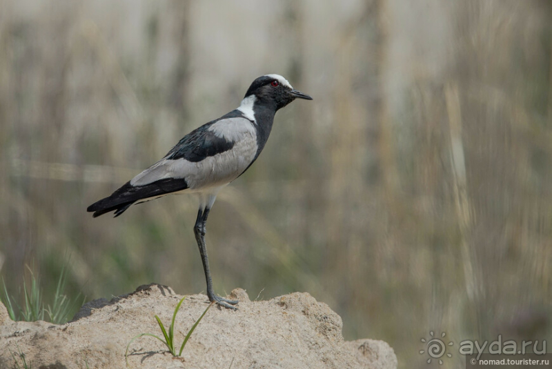 Африканское ралли. Часть 1