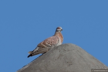 Африканское ралли. Часть 1