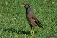 Африканское ралли. Часть 1