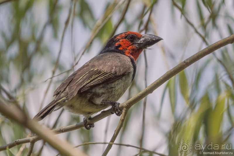 Африканское ралли. Часть 1