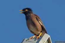 Африканское ралли. Часть 1