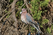 Африканское ралли. Часть 1