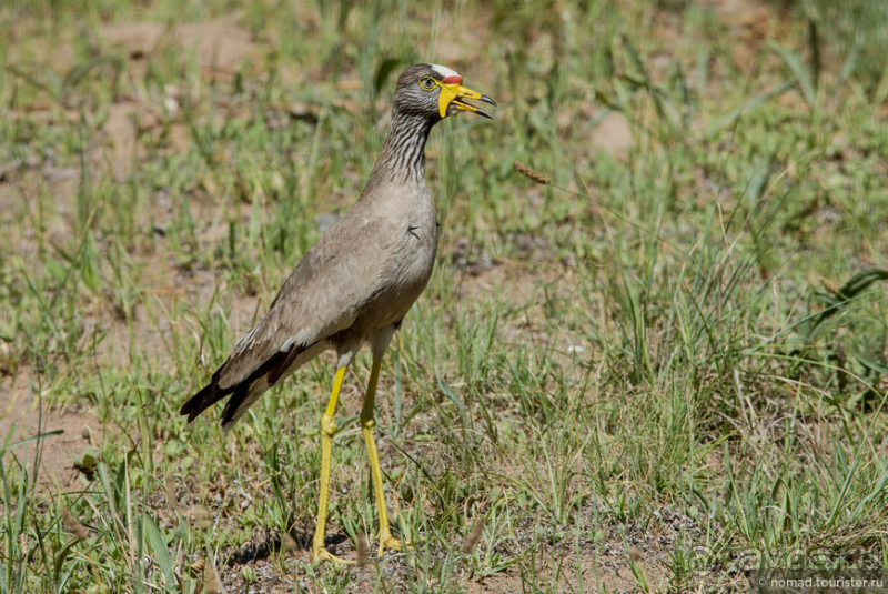 Африканское ралли. Часть 1