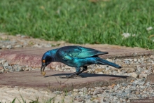 Африканское ралли. Часть 1