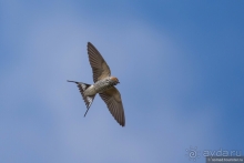 Африканское ралли. Часть 1