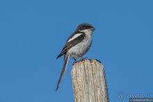 Африканское ралли. Часть 1