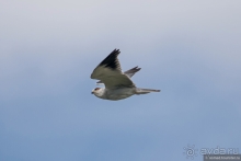 Африканское ралли. Часть 1