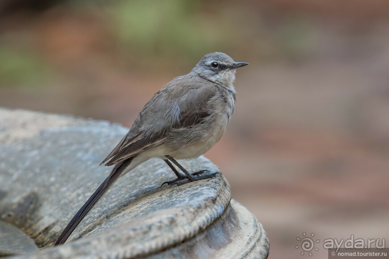 Африканское ралли. Часть 1