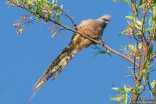 Африканское ралли. Часть 1