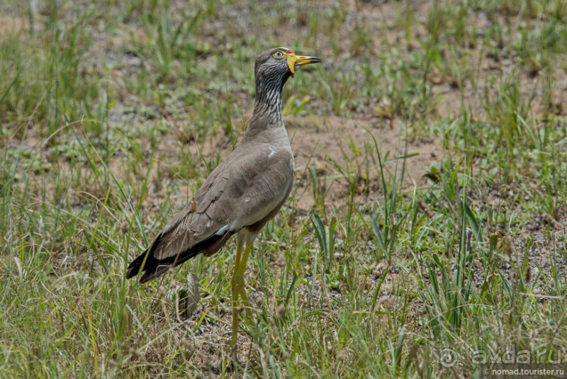 Африканское ралли. Часть 1