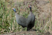 Африканское ралли. Часть 1