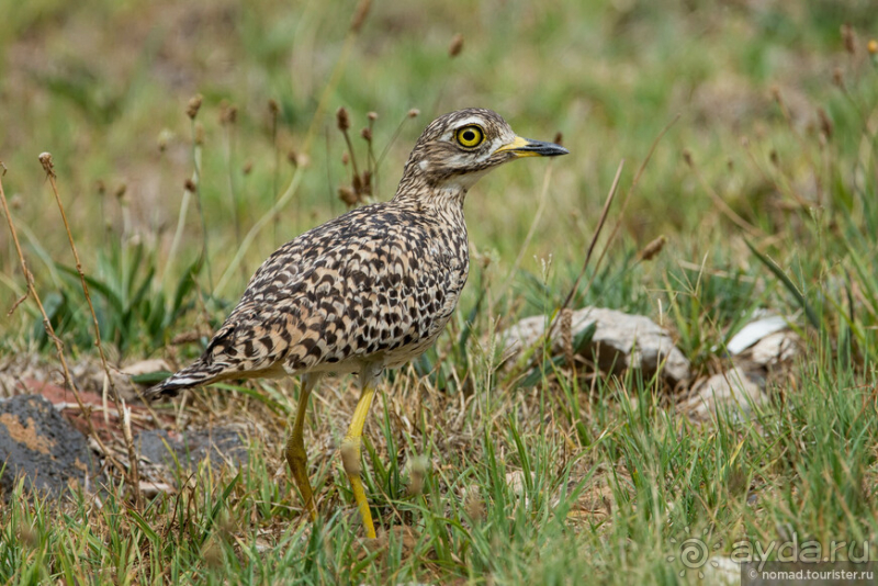 Африканское ралли. Часть 1