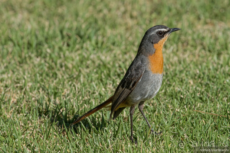 Африканское ралли. Часть 1