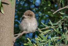 Африканское ралли. Часть 1