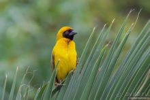 Африканское ралли. Часть 1