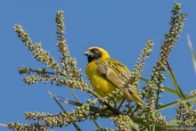 Африканское ралли. Часть 1