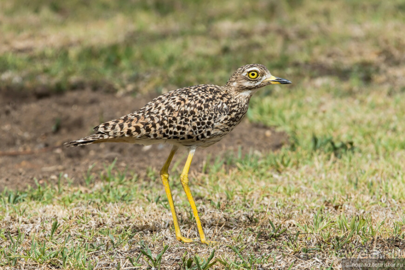 Африканское ралли. Часть 1