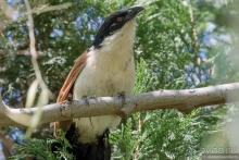 Африканское ралли. Часть 1