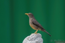 Африканское ралли. Часть 1