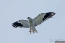 Африканское ралли. Часть 1