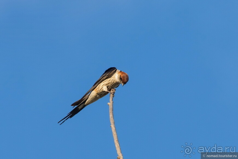 Африканское ралли. Часть 1