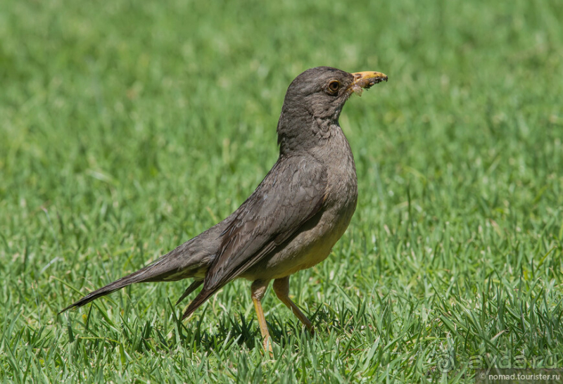 Африканское ралли. Часть 1