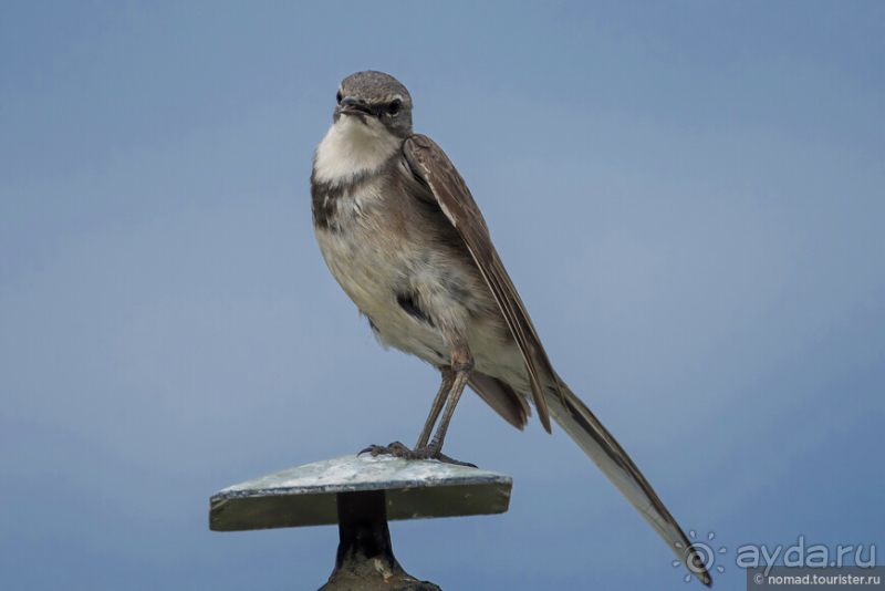 Африканское ралли. Часть 1