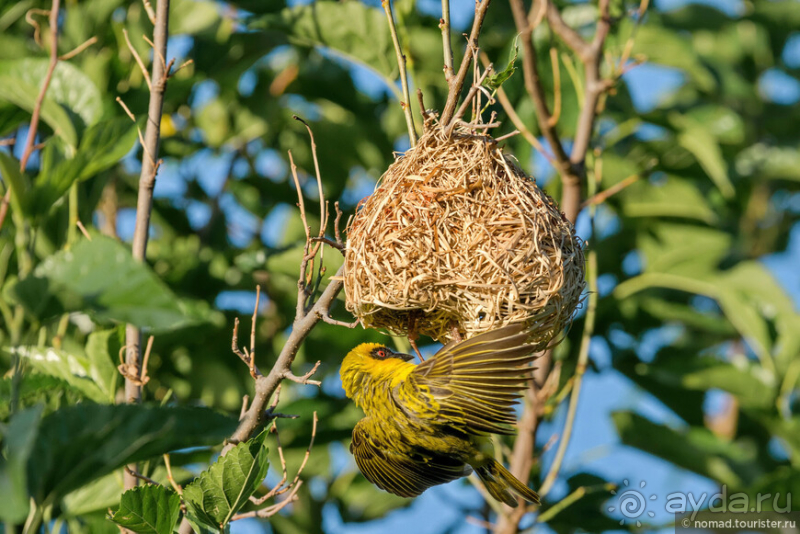 Африканское ралли. Часть 1