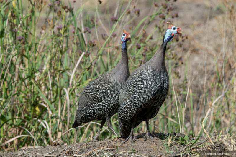 Африканское ралли. Часть 1