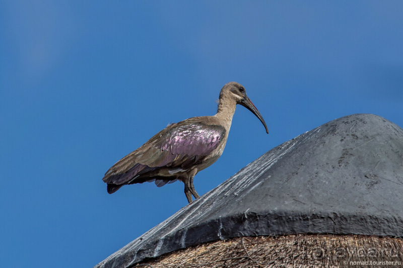 Африканское ралли. Часть 1