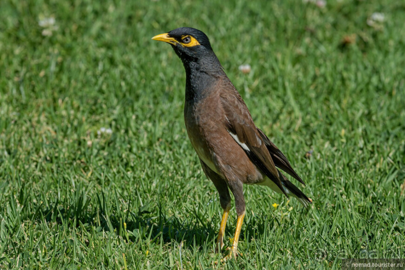 Африканское ралли. Часть 1