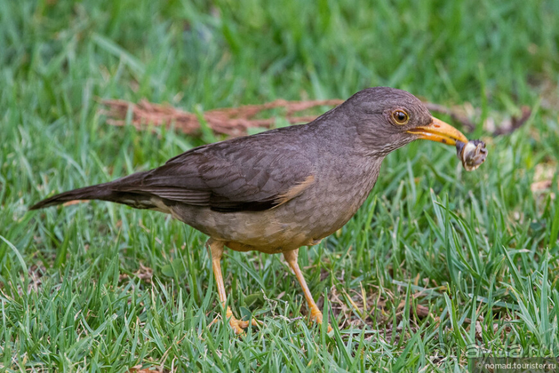 Африканское ралли. Часть 1