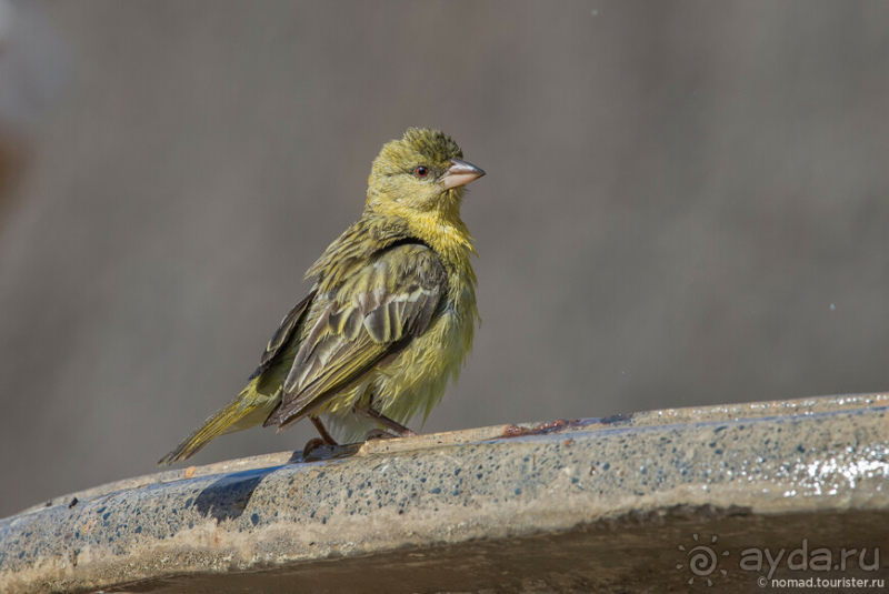 Африканское ралли. Часть 1